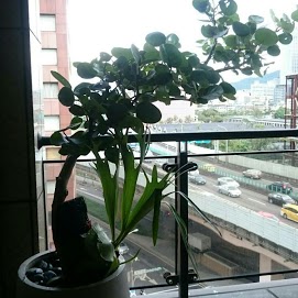海葡萄 鹿角蕨 清水模盆c04 果石花房 海葡萄 鹿角蕨 清水模盆c04 果石花房